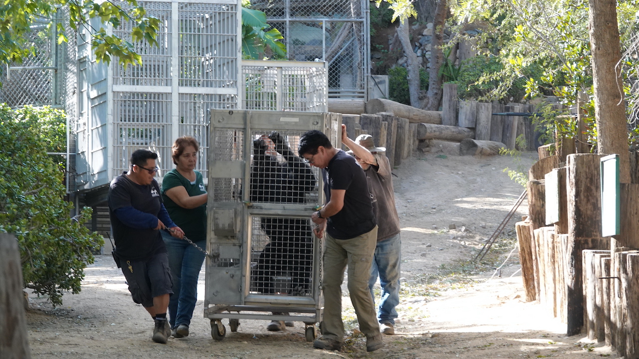 40 Strand All 40 Stranded Wildlife Waystation Chimps Rescued at Chimp Haven ...