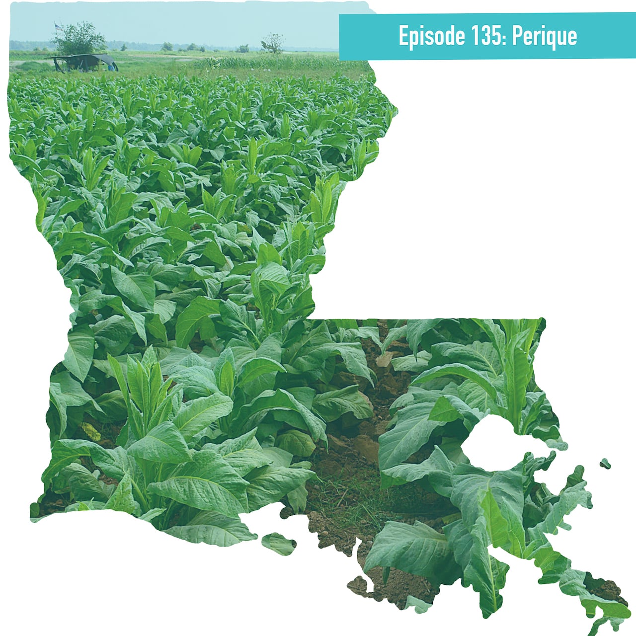louisiana pirogue tobacco Episode 135: Perique - The 