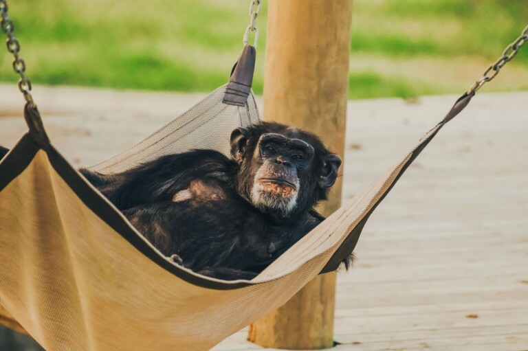 World’s Largest Chimpanzee Sanctuary Offering Private Visitor Access ...