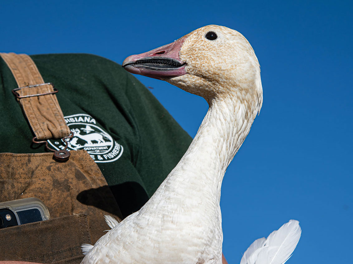 Waterfowl Research