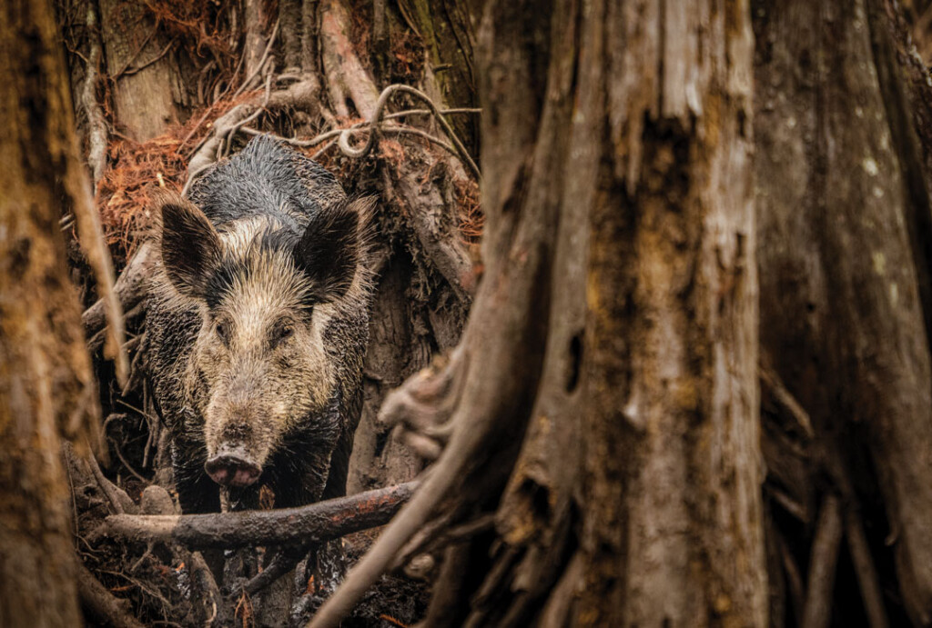 FT_Hog 01