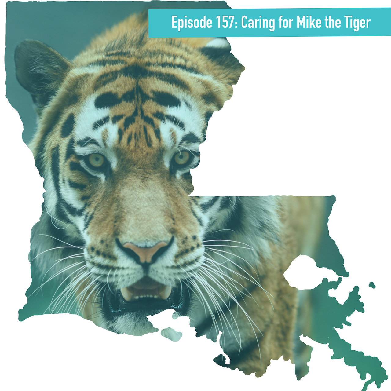 Episode 157 Caring for Mike the Tiger