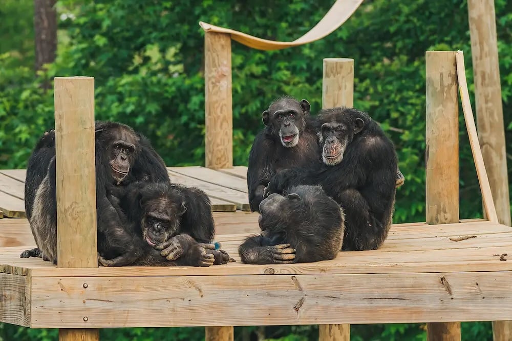 Chimp Haven Veterinarians Turn to Human Medical Technology in Fight ...