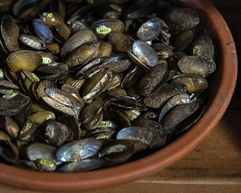 Hatchery Pearlshell Shells