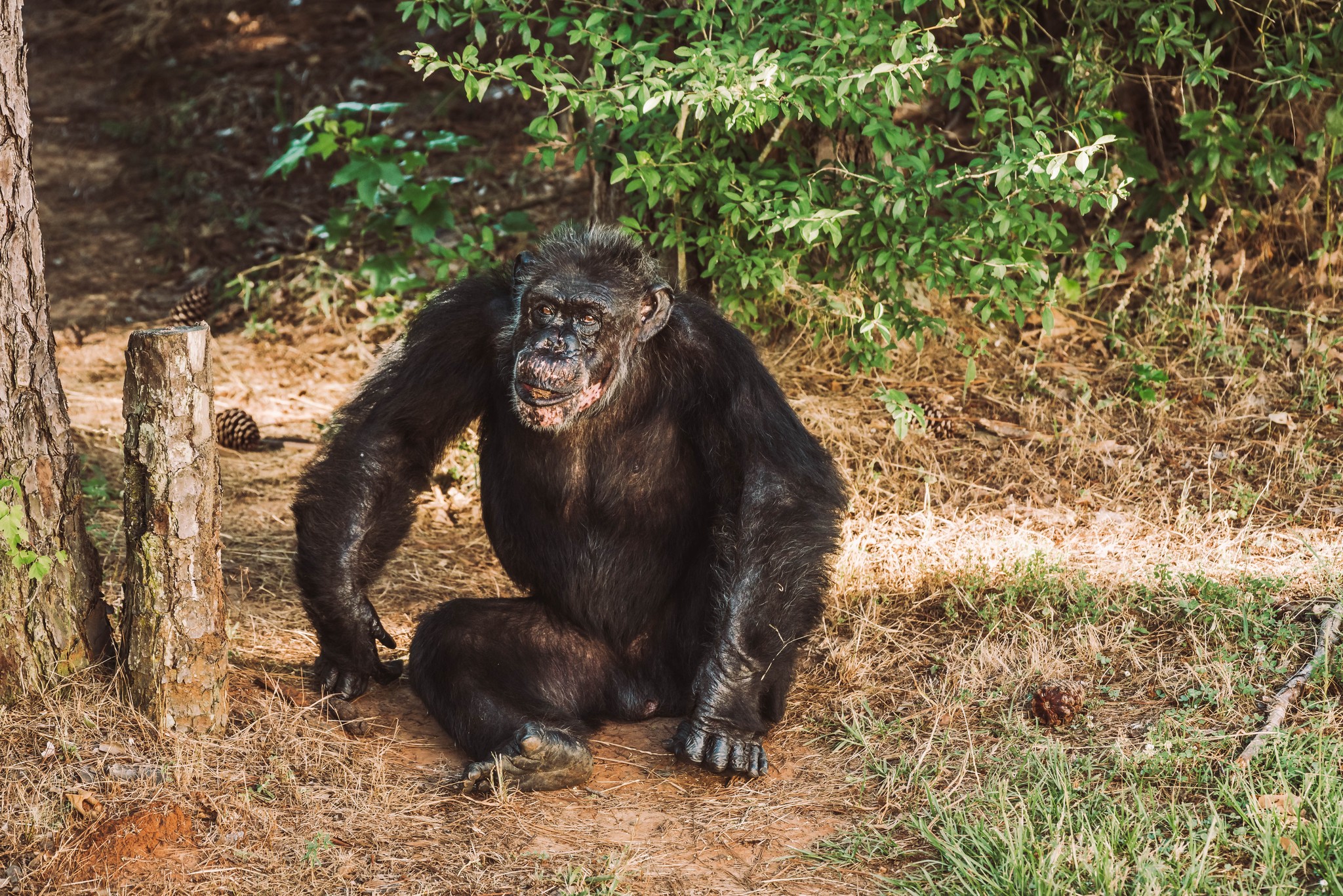 Chimp Haven Celebrates Oldest Living Male Chimps Birthdays in the U.S ...