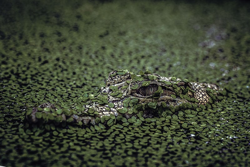 Hidden Gator