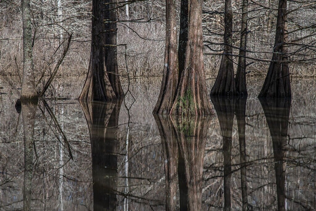 Photo by Kevin Rabalais