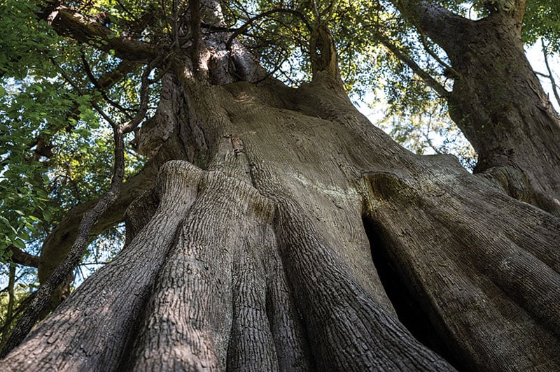 Bald Cypress Nature 04