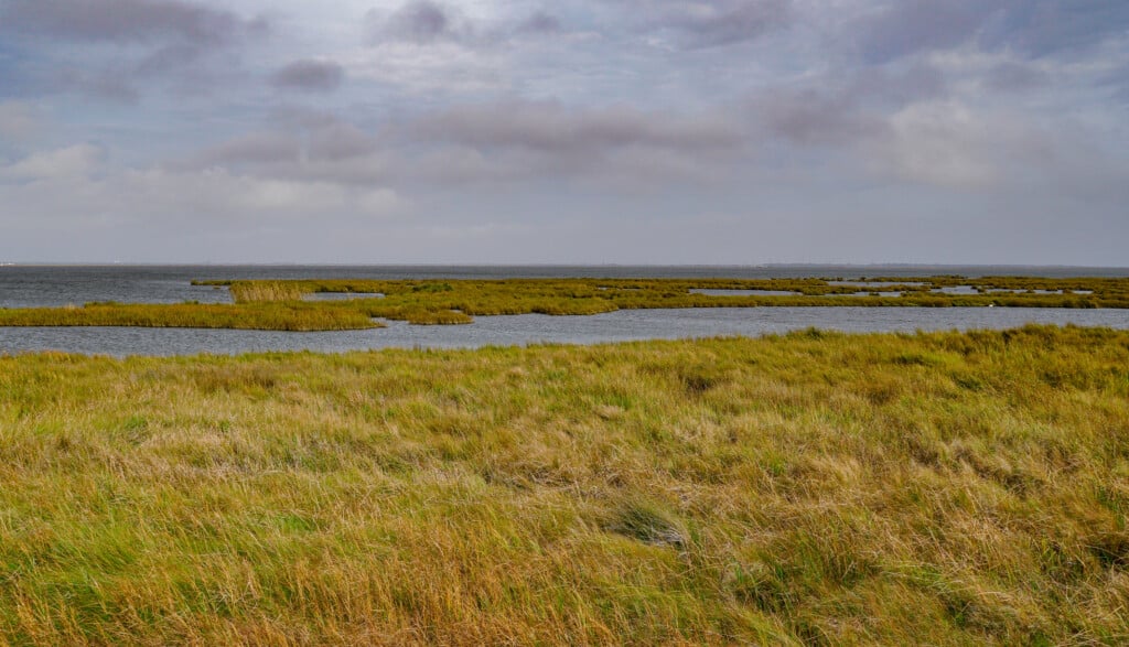 Grassy Marshlands In A Bay On A Overcast Day