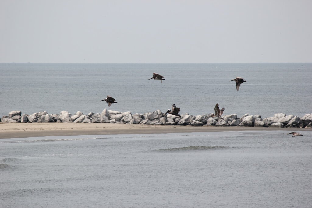 A group of Pelicans flying over the Grand Isle State Park in Louisiana. Taken May 28, 2012.