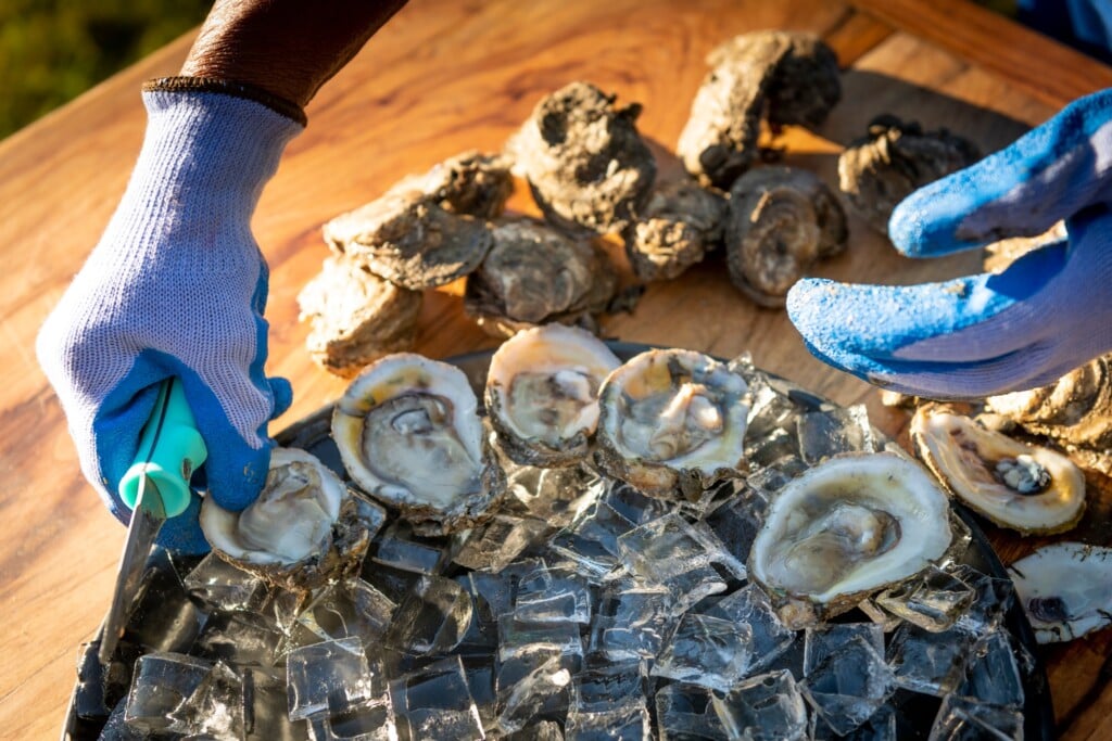 Close up of a hand with glove from a shucker placing a raw oyster on a plate of oysters on ice.