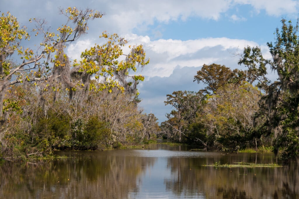The Lousiana Swamps Near New Orleans