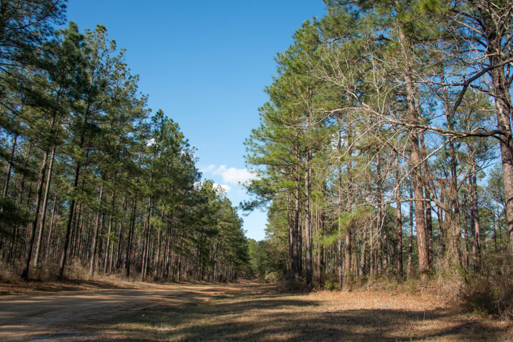 Trail through Kisatchie National Forest in Louisiana surrounded by trees