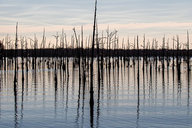 Black Bayou
