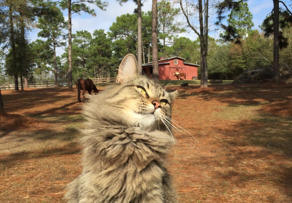 Cat from Big Sky CARES Barn Cat Program: Meadow Flood Rescue Now Happy Resident At Bsr