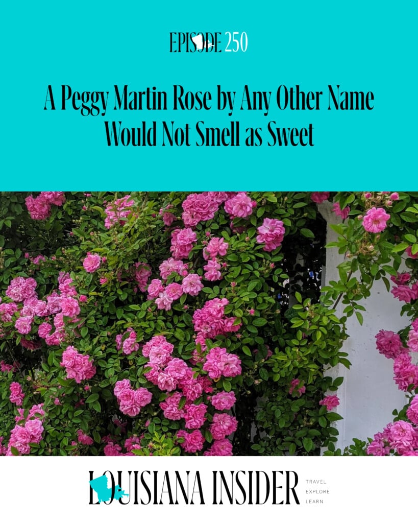 La Insider Peggy Martin Rose