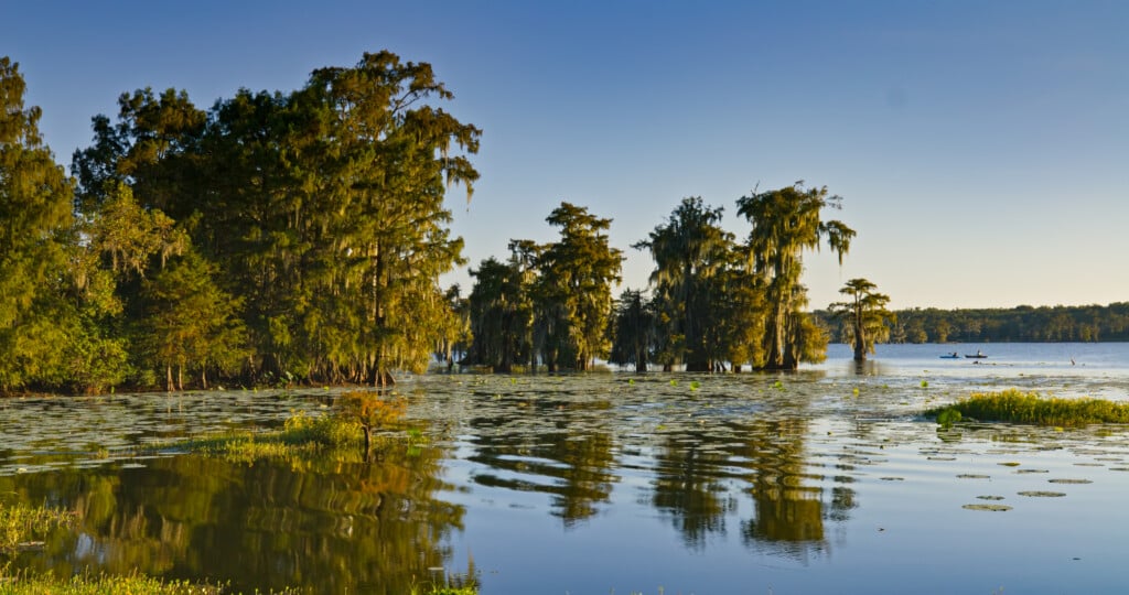 Cypress Trees Reflecting In Bayou Waters At Lake Martin, Louisiana