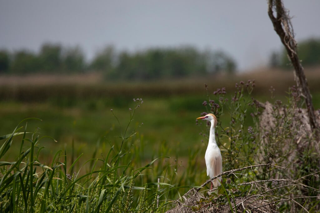 Breeding Plumage On Cattle Egret At Pecan Island, Louisiana