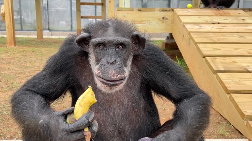 Chimpanzee with banana: Chimp Haven Expansion Photos 2026 072
