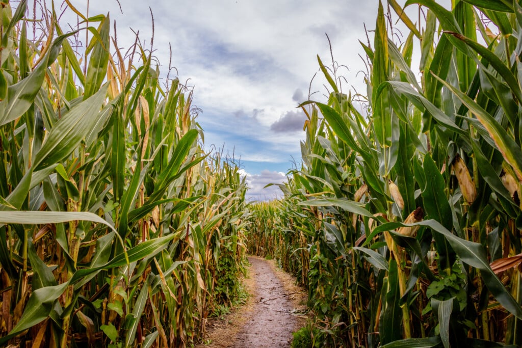 Corn Maze from Getty Images