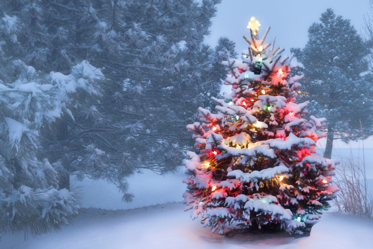A Guide to Choosing the Best Christmas Tree Mountain Living