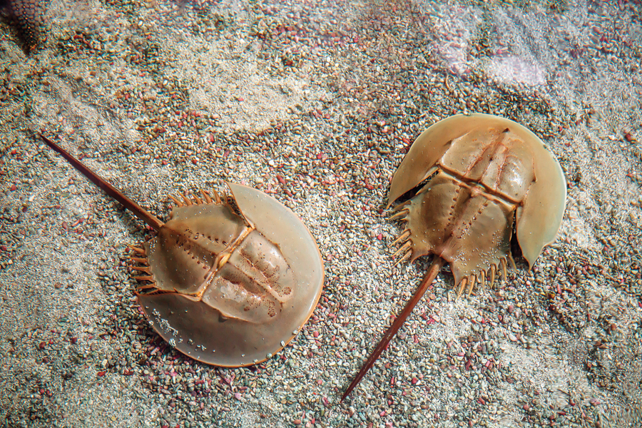 Horseshoe Crab Sting