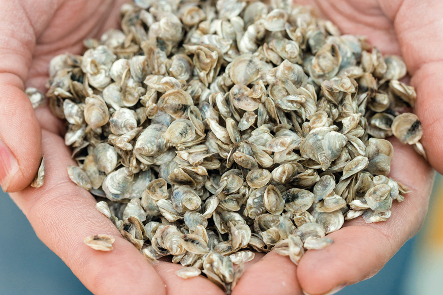 How To Grow Your Own Oysters At Home Rhode Island Monthly