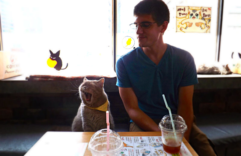 Meeeow Providence is Getting a Cat Cafe Rhode Island