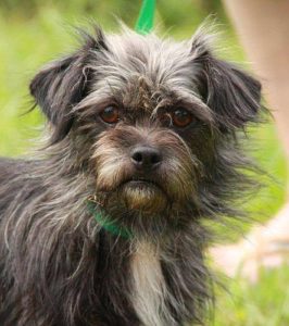 Meet 250 Dogs at Super Dog Adoption Day - Rhode Island Monthly