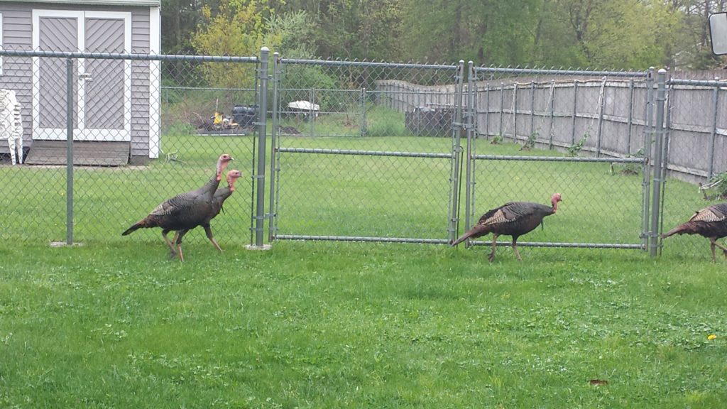 Funny Video: Wild Turkeys Can't Find Way Out - Rhode Island Monthly