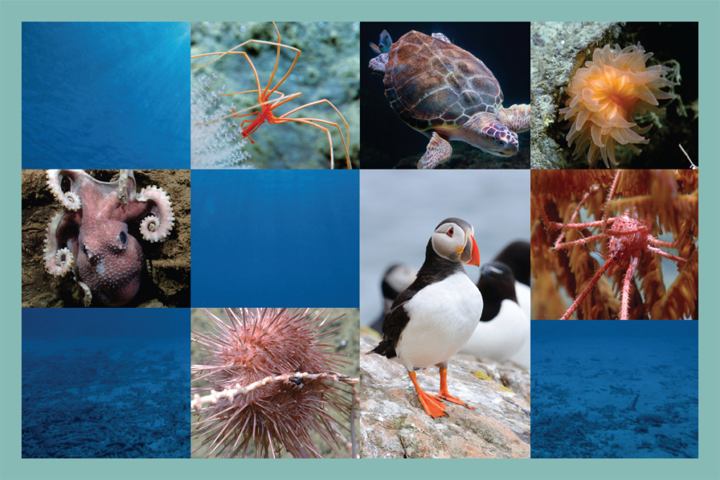 A world without puffins? The uncertain fate of the much-loved