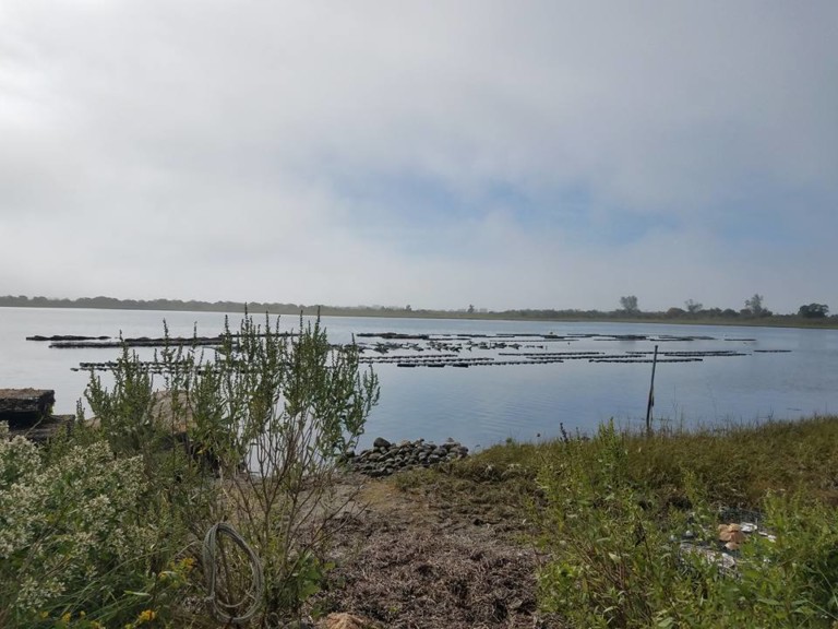 The Dish On the Farm with Bluff Hill Cove Oyster Company Rhode