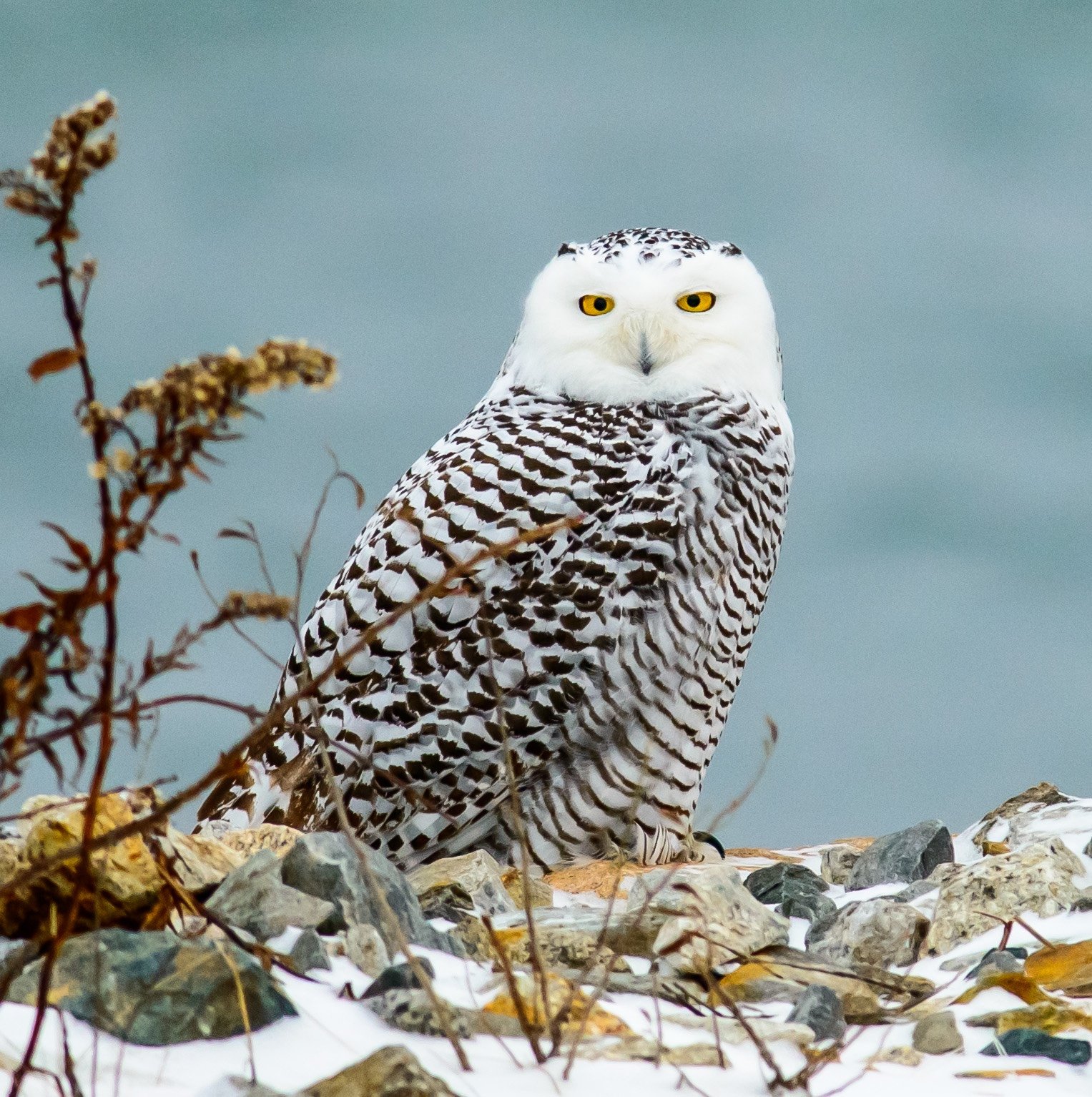 5 Ways to Safely Observe a Snowy Owl - Rhode Island Monthly