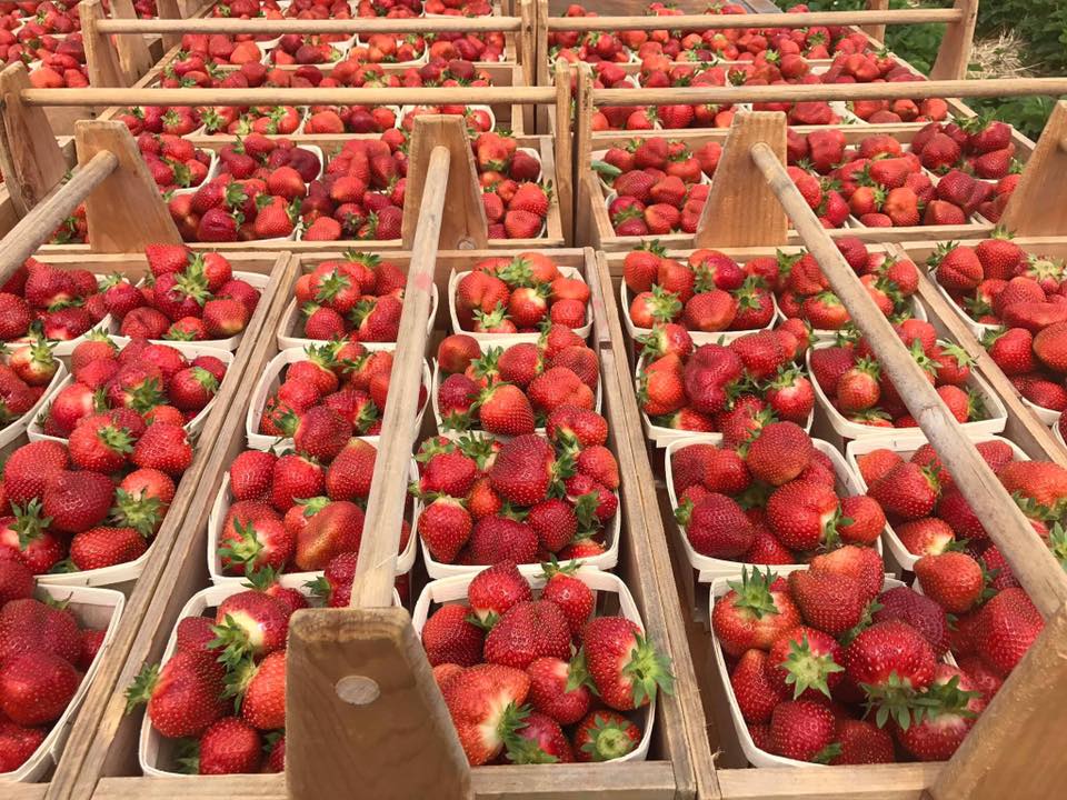 5 Farms to Visit for PickYourOwn Strawberries Rhode Island Monthly