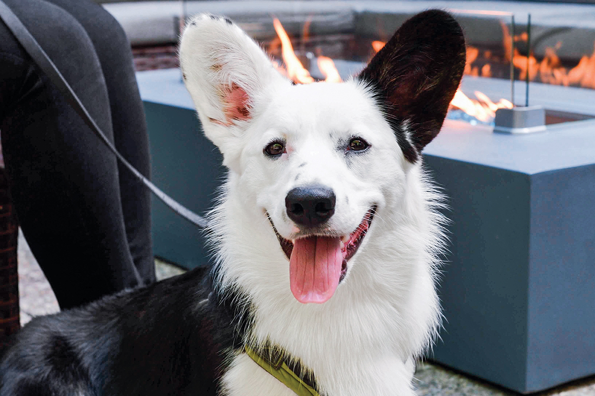 DogFriendly Hotspots in Rhode Island Rhode Island Monthly