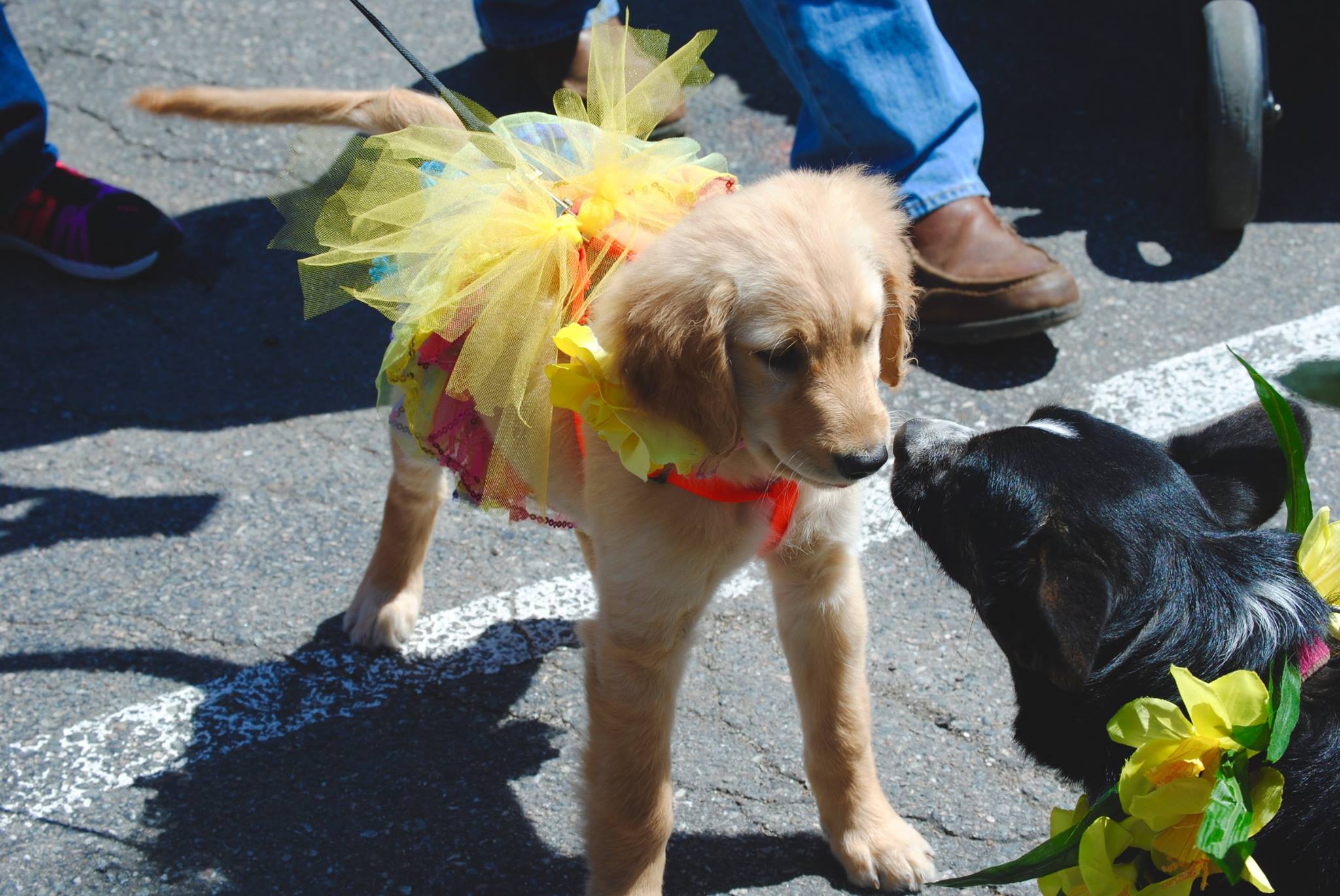 Daffodillion! Head to the Newport Daffodil Days Festival Rhode Island Monthly