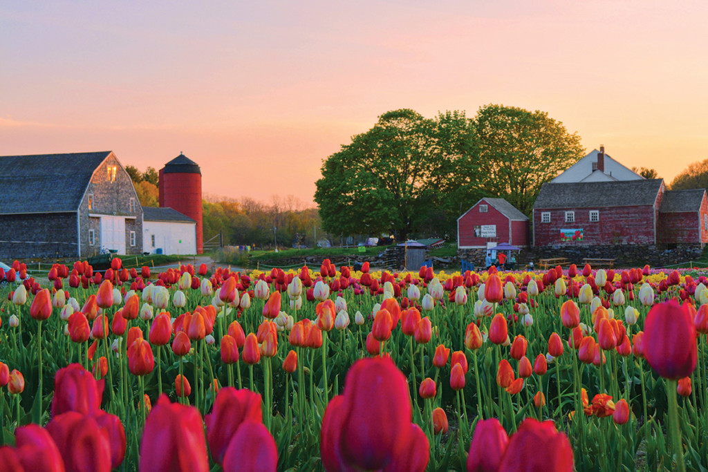 The Story Behind Wicked Tulips in Johnston Rhode Island Monthly