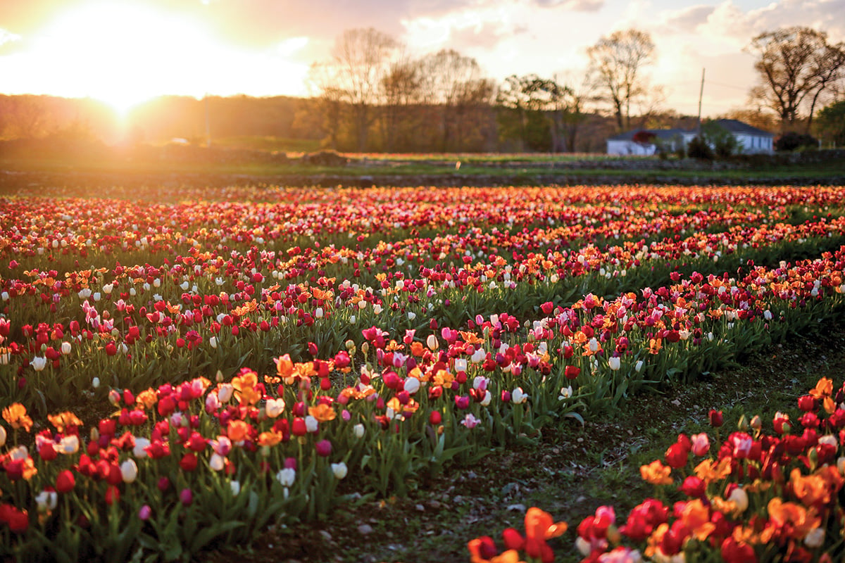 Wicked Tulips Flower Farm Opens Once Again for Spring Picking Rhode