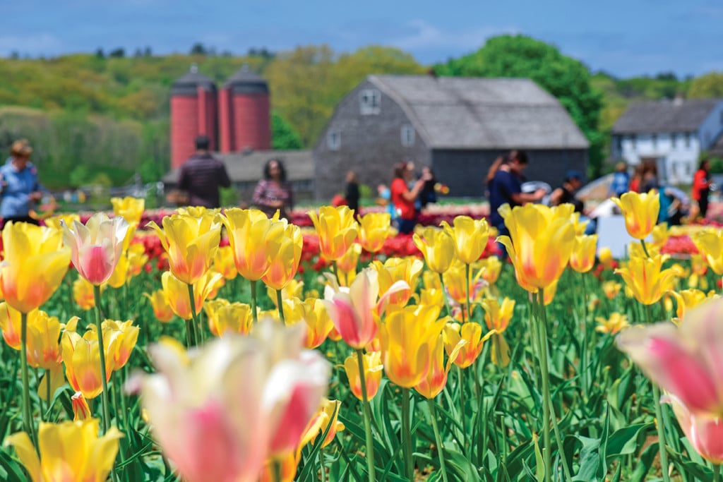 5 Places to Pick Your Own Flowers in Rhode Island Rhode Island Monthly