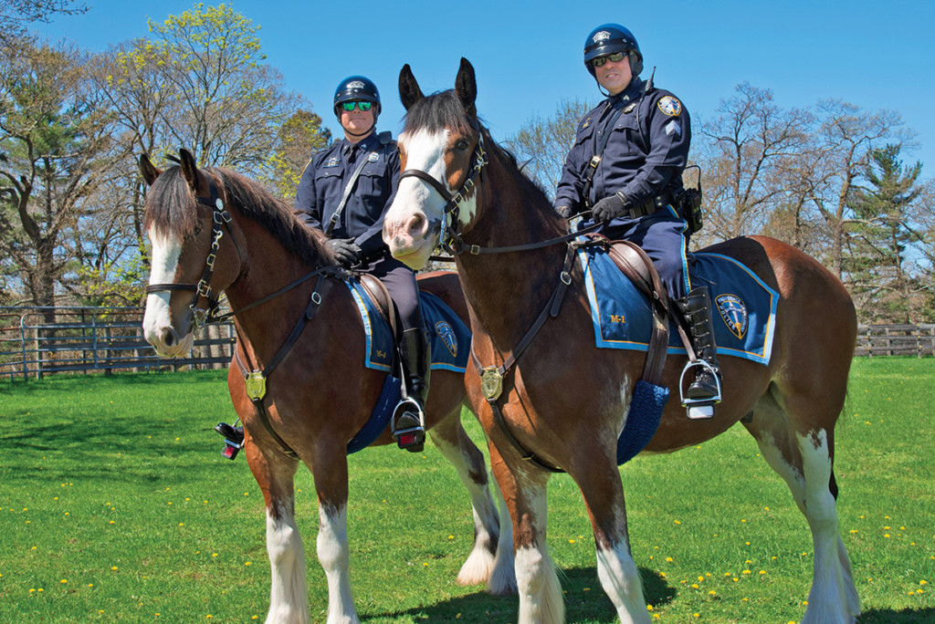 clydesdale