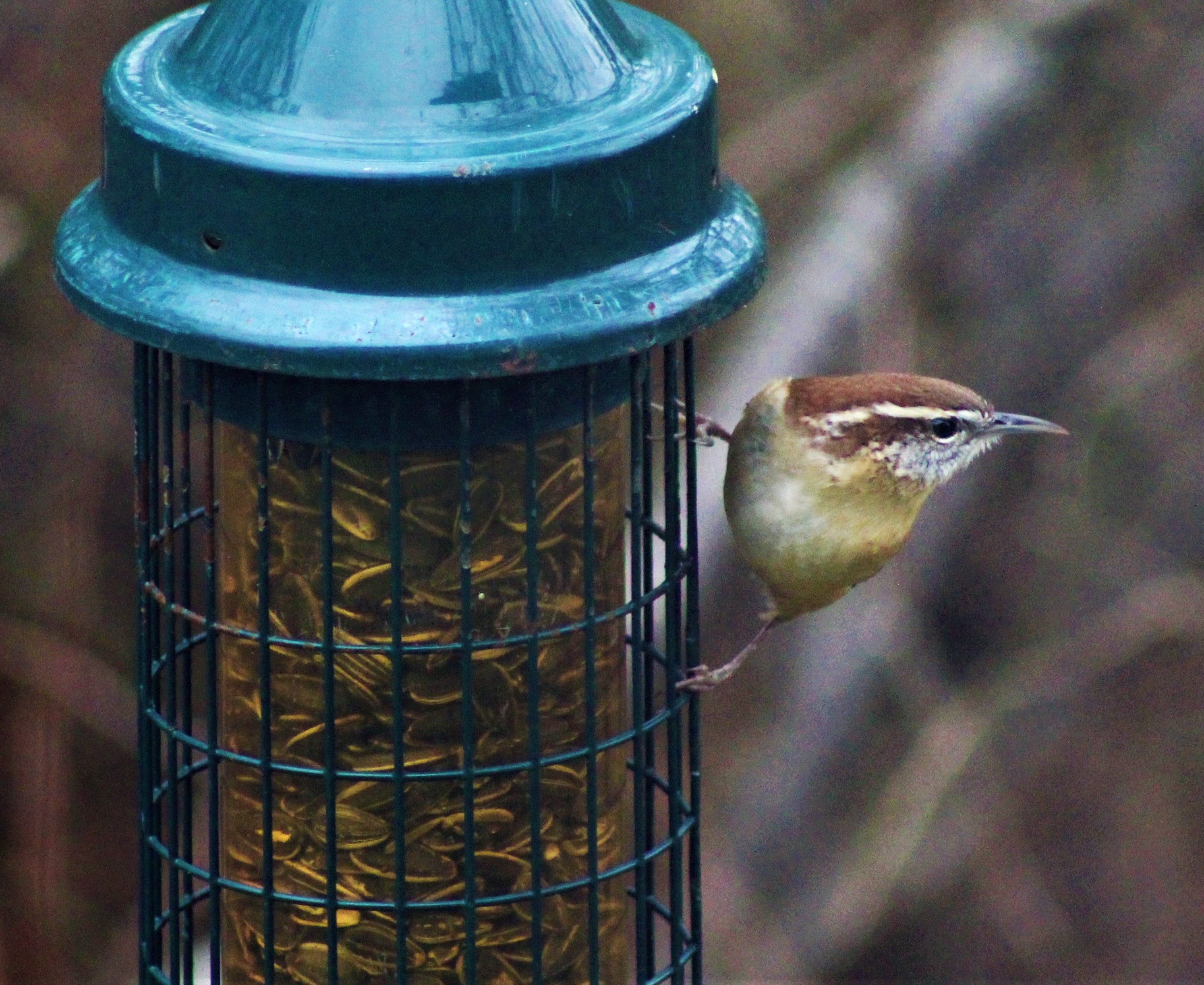 11 19 18 Carolina Wren Feeder Cropped 2 Rhode Island Monthly