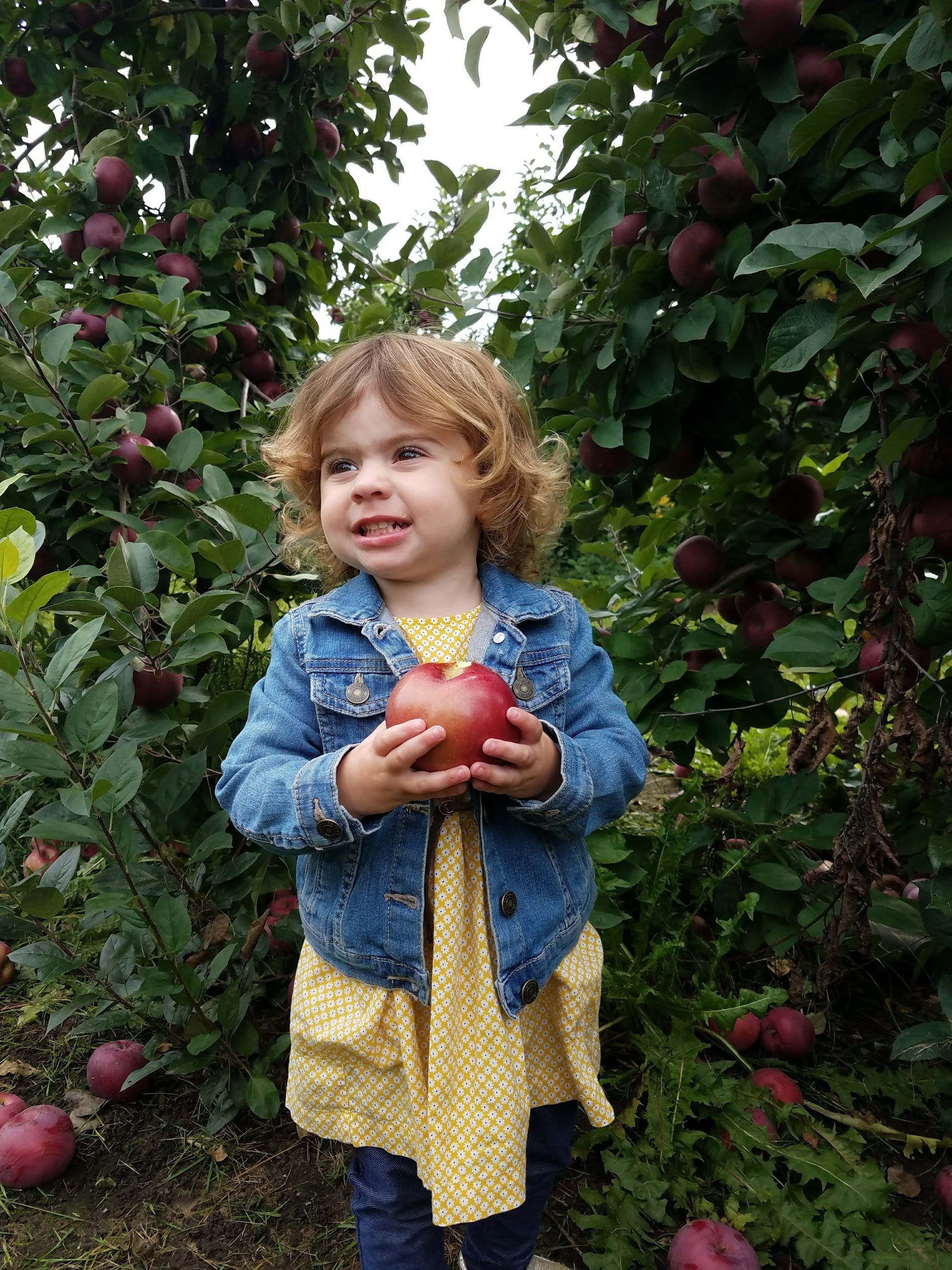 Where to Go Apple Picking in Rhode Island - Rhode Island Monthly