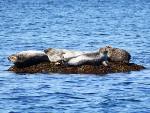 Newport Seal Tours with Save The Bay @ Bowen's Ferry Landing | Newport | Rhode Island | United States