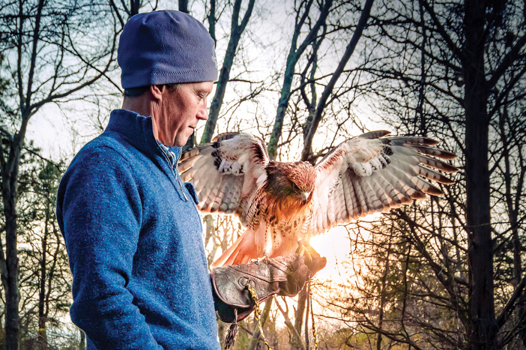 hawk
