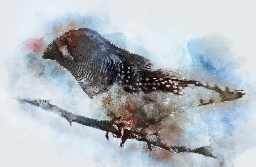 Bird 4790816 1920