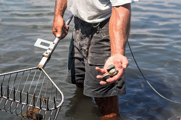 A Rake's Progress Commercial Quahogging in Rhode Island
