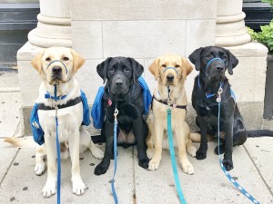 Pups In Cambridge (darcy, Baxter, Pride, Mikey Left To Right)