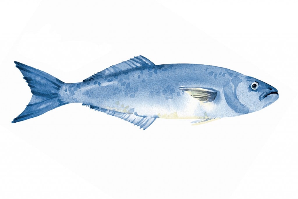 Mr21ec27fish