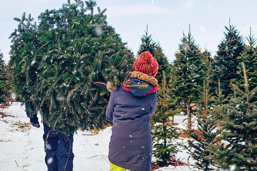 Where to Find the Perfect Christmas Tree in Rhode Island - Rhode Island ...