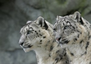 Leopards Snow2